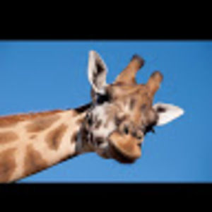 Meet your Posher, Jade